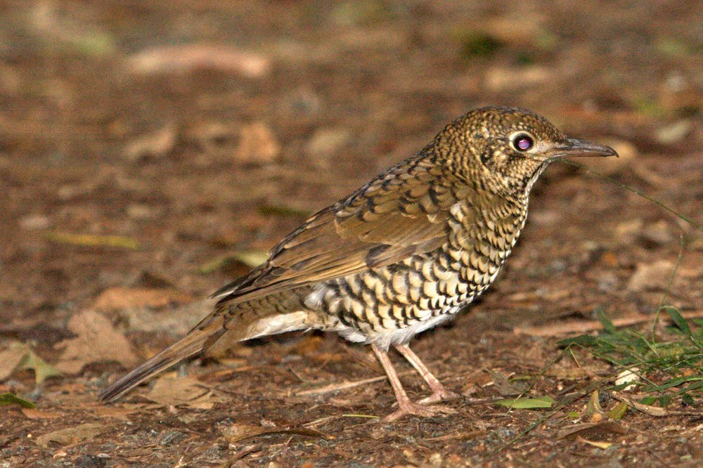 Bassian Thrush - Mat Gilfedder