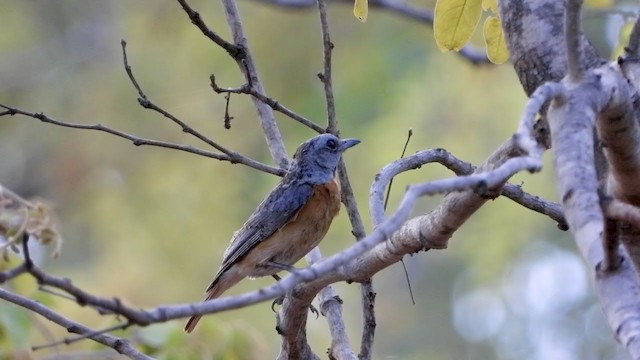 Miombo Rock-Thrush - ML277551471