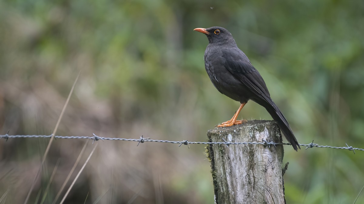Great Thrush - ML277551541