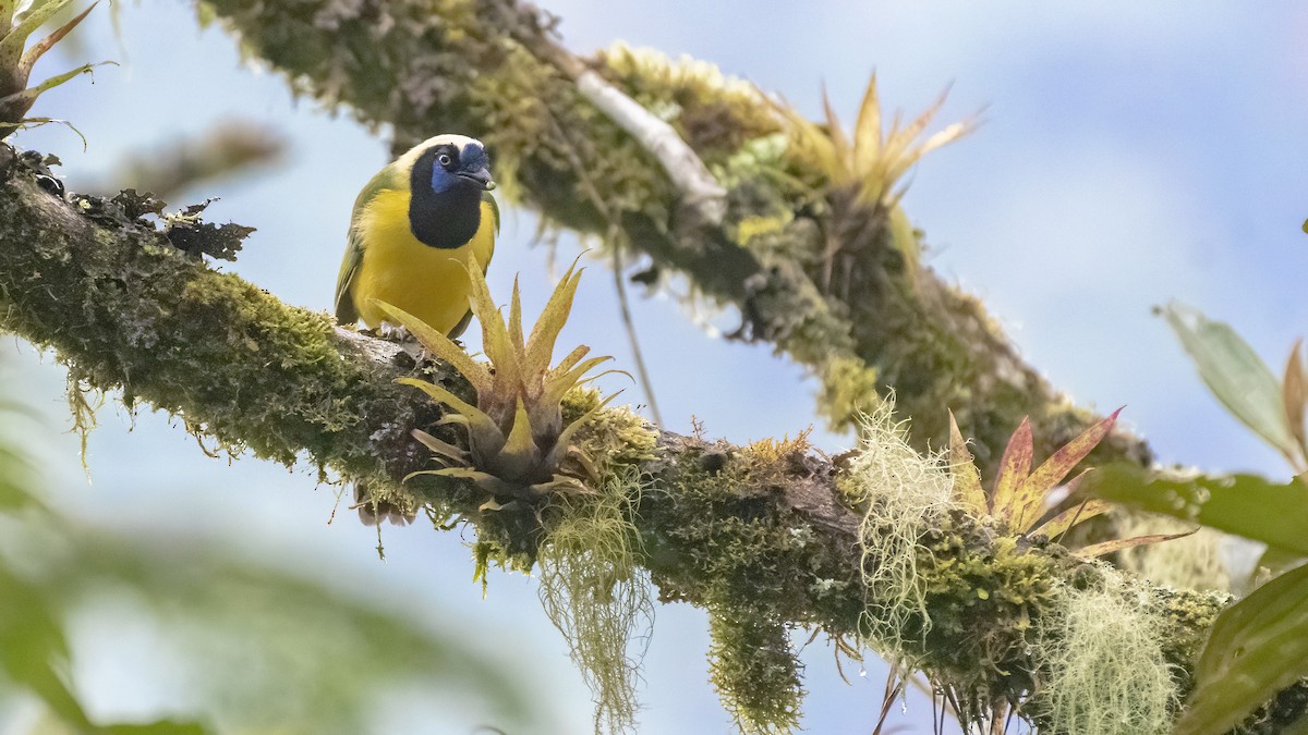 Green Jay (Inca) - Bryan Calk