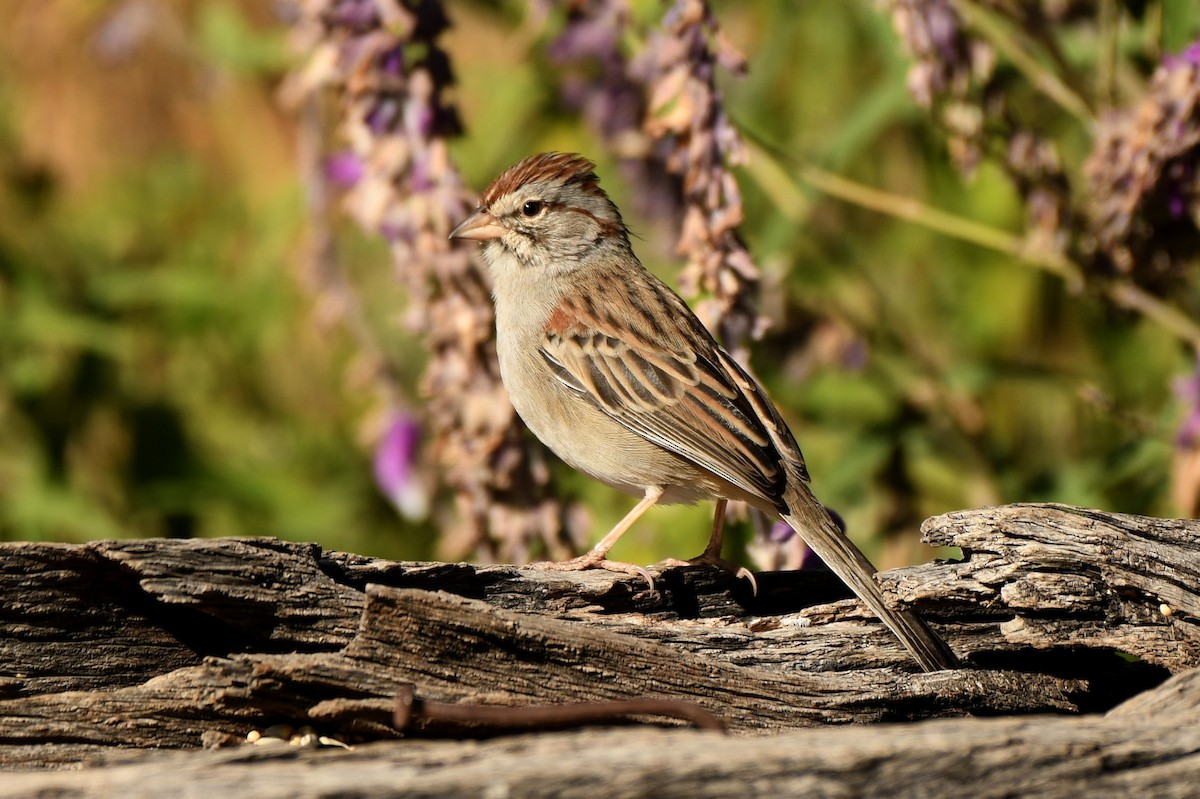 Rufous-winged Sparrow - Tony Battiste
