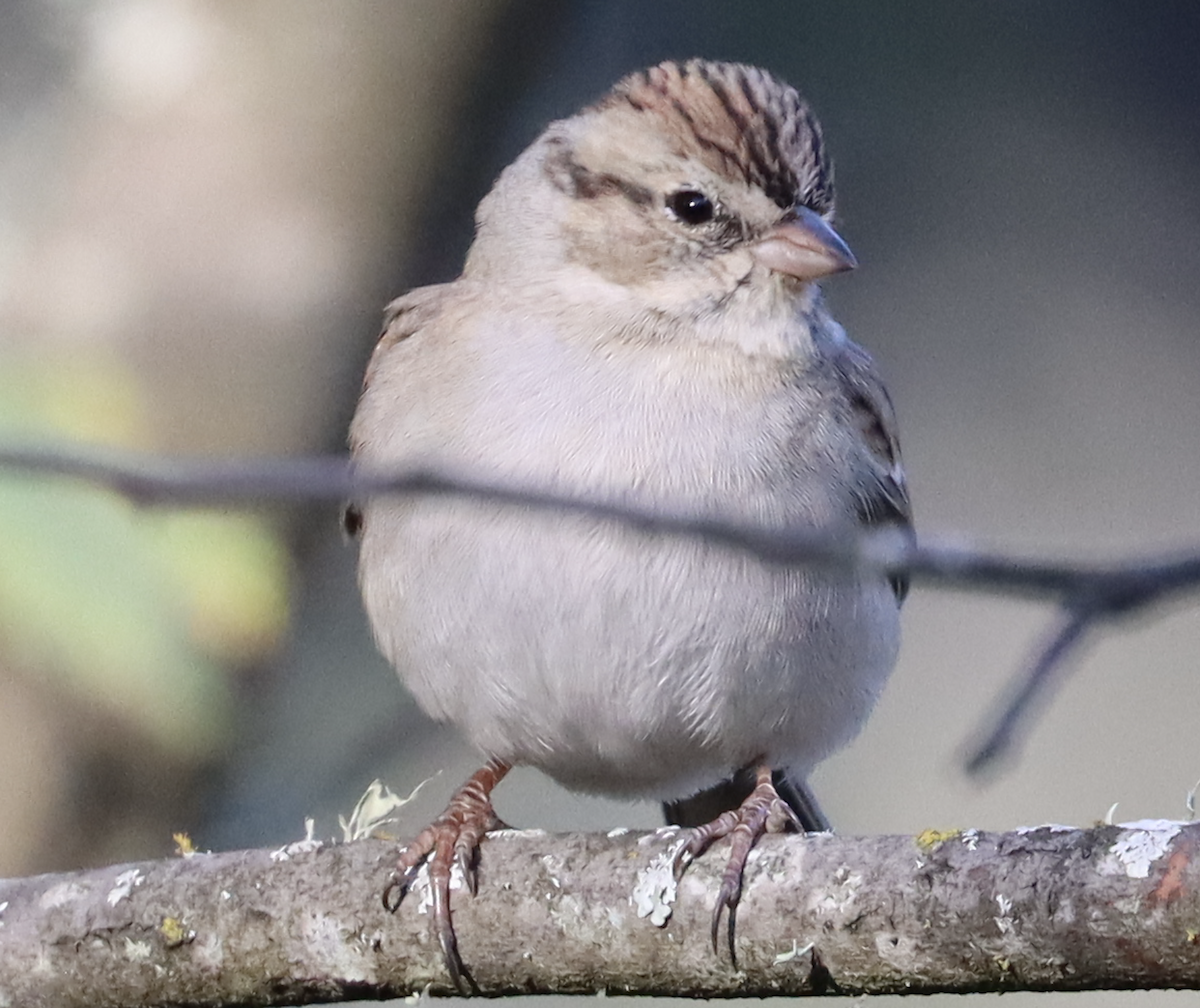 Chipping Sparrow - ML277555431