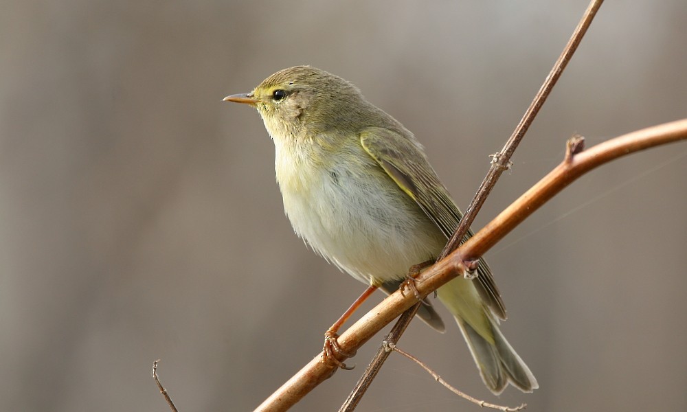 Willow Warbler - Pavel Parkhaev