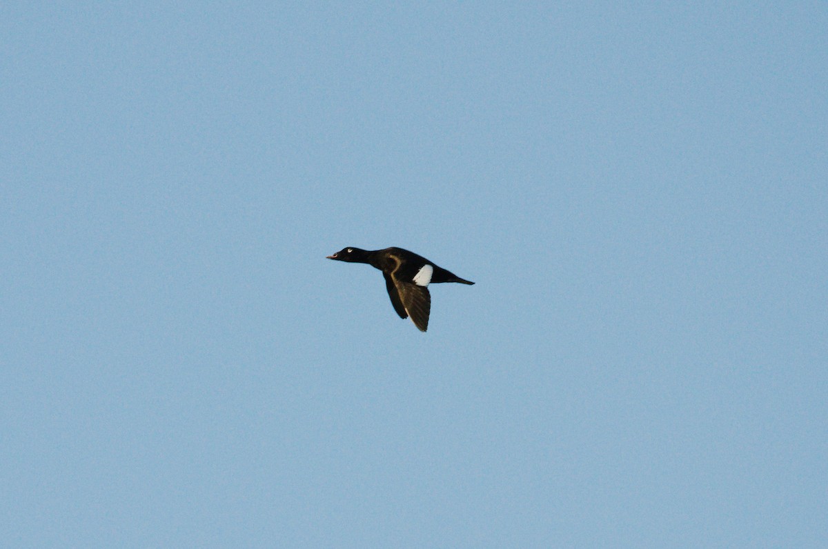 White-winged Scoter - Kenneth G.D. Burrell