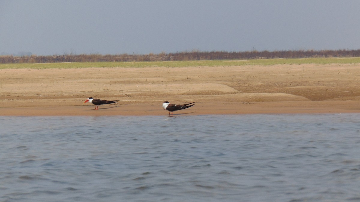 Indian Skimmer - ML27756121