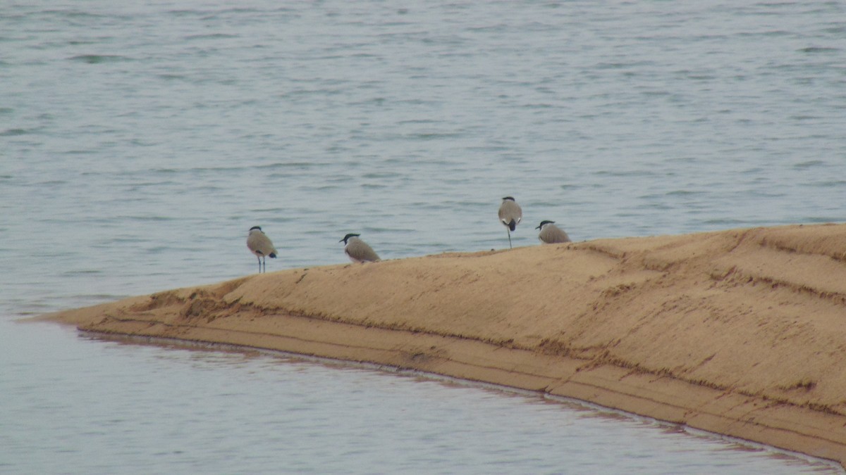 River Lapwing - ML27756241
