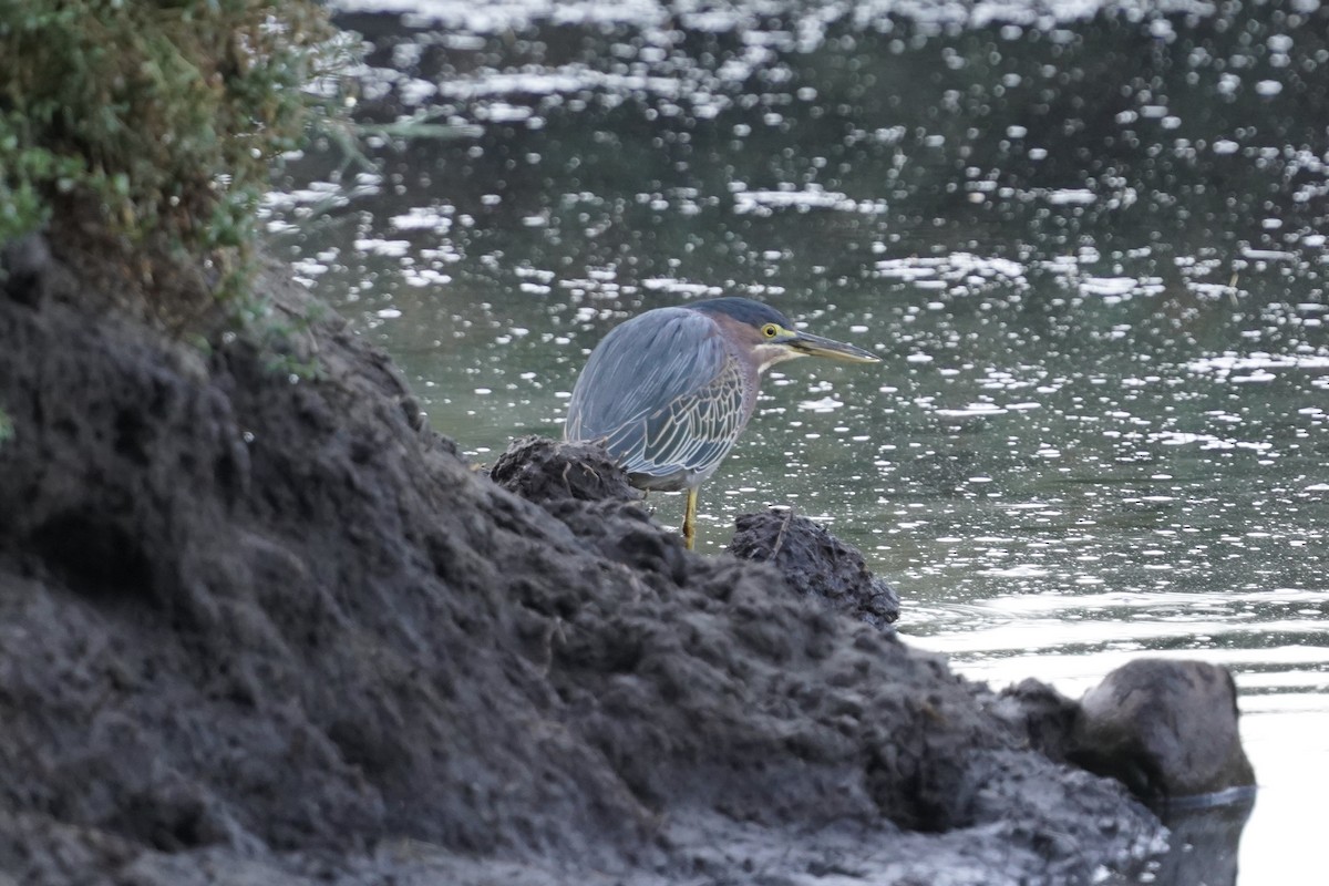 Green Heron - ML277563611