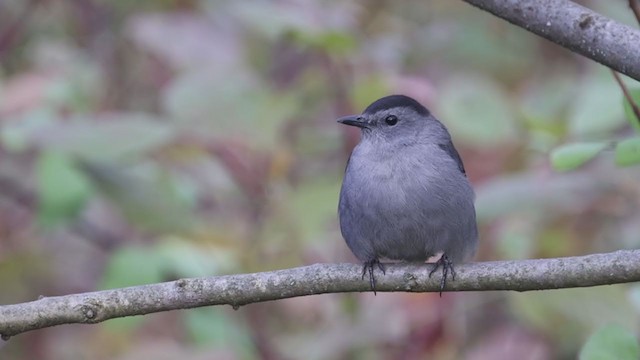 Кошачий пересмешник - ML277563921