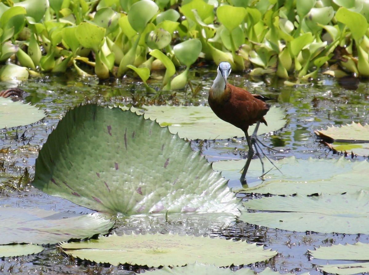 Jacana à poitrine dorée - ML277563941