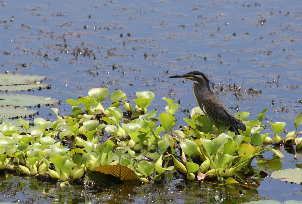 Striated Heron - ML277564061