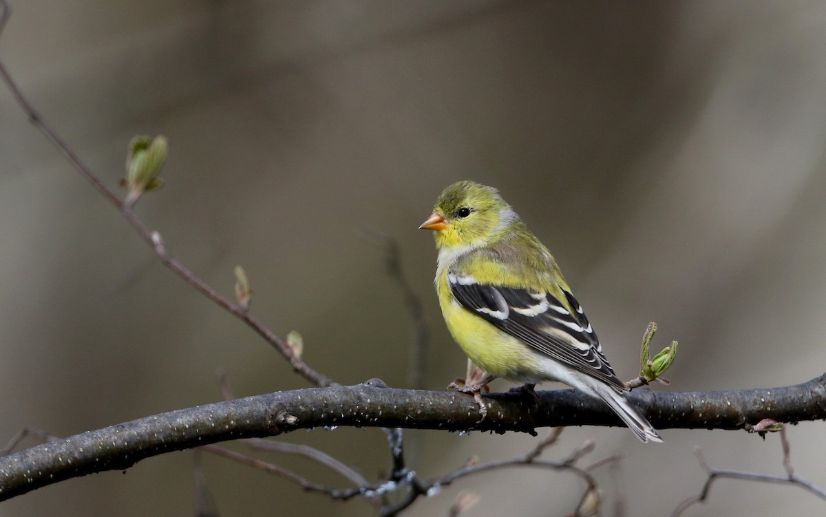 American Goldfinch - Jay McGowan