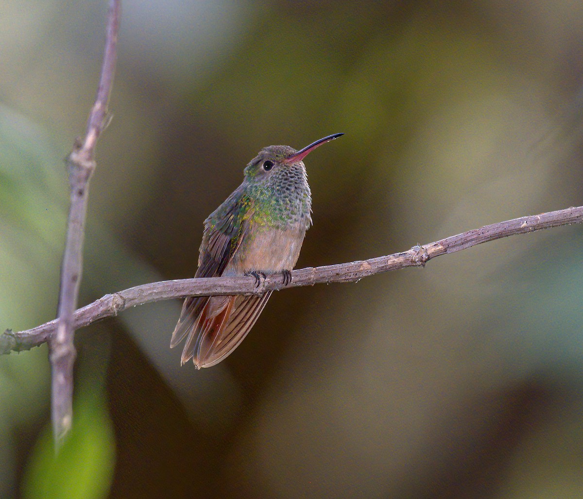 Buff-bellied Hummingbird - David Hall