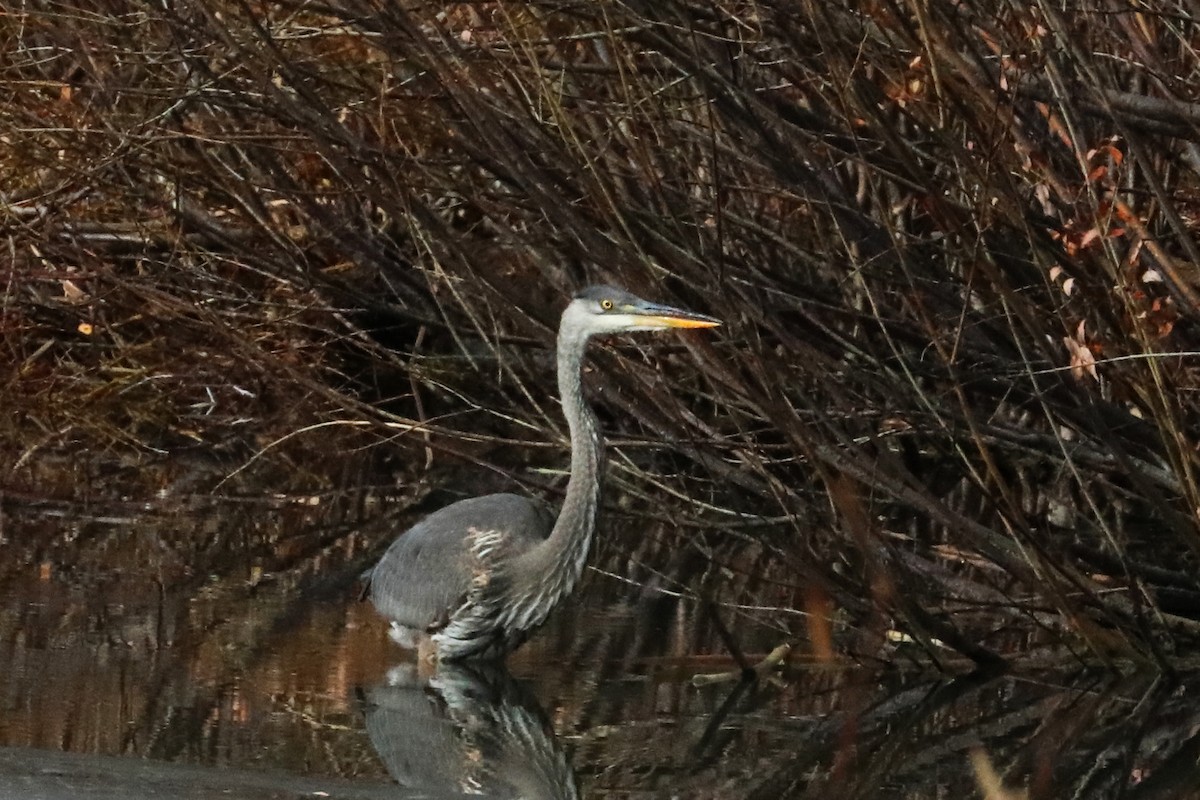 Great Blue Heron - ML277566531