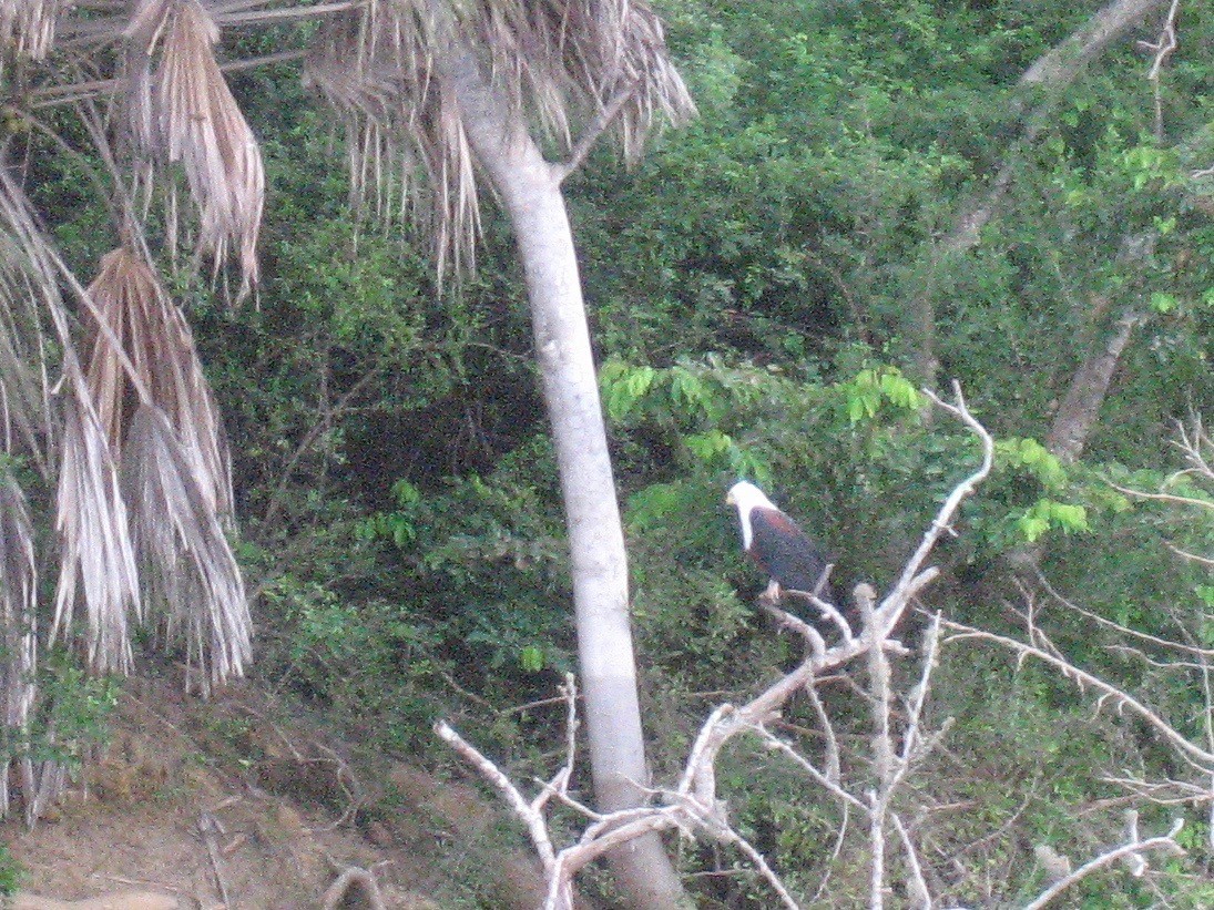 African Fish-Eagle - Kjell-Ove Hager