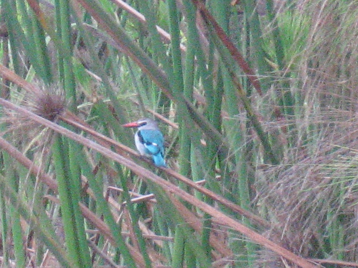 Woodland Kingfisher - ML277568961