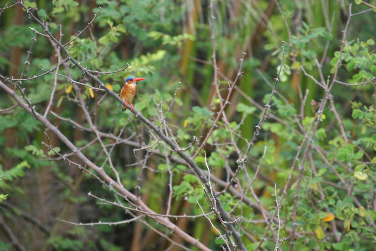 Malachite Kingfisher - Kjell-Ove Hager