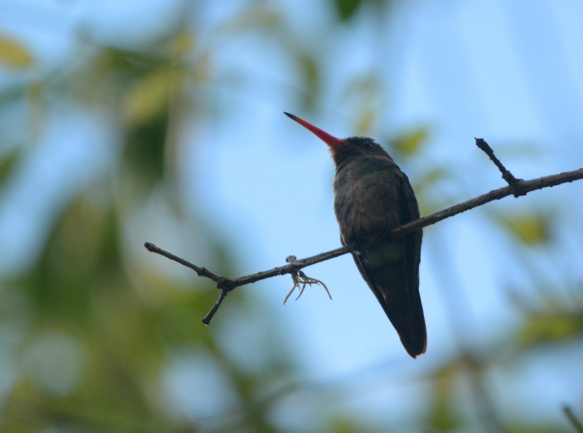 Gilded Hummingbird - ML277569881