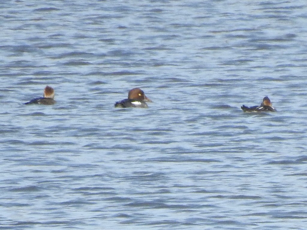 Common Goldeneye - Bob Lane