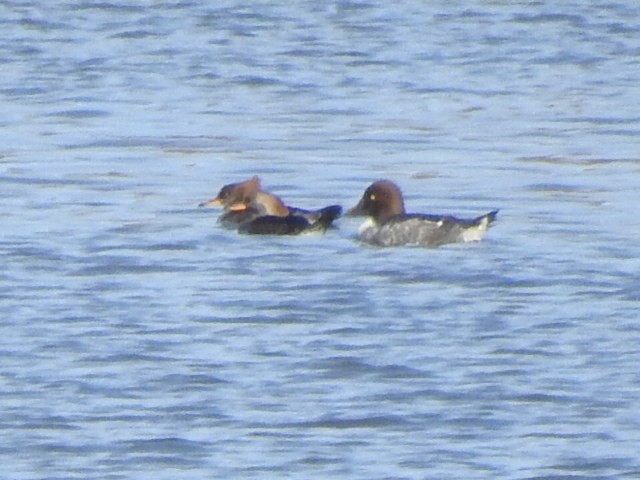 Common Goldeneye - Bob Lane