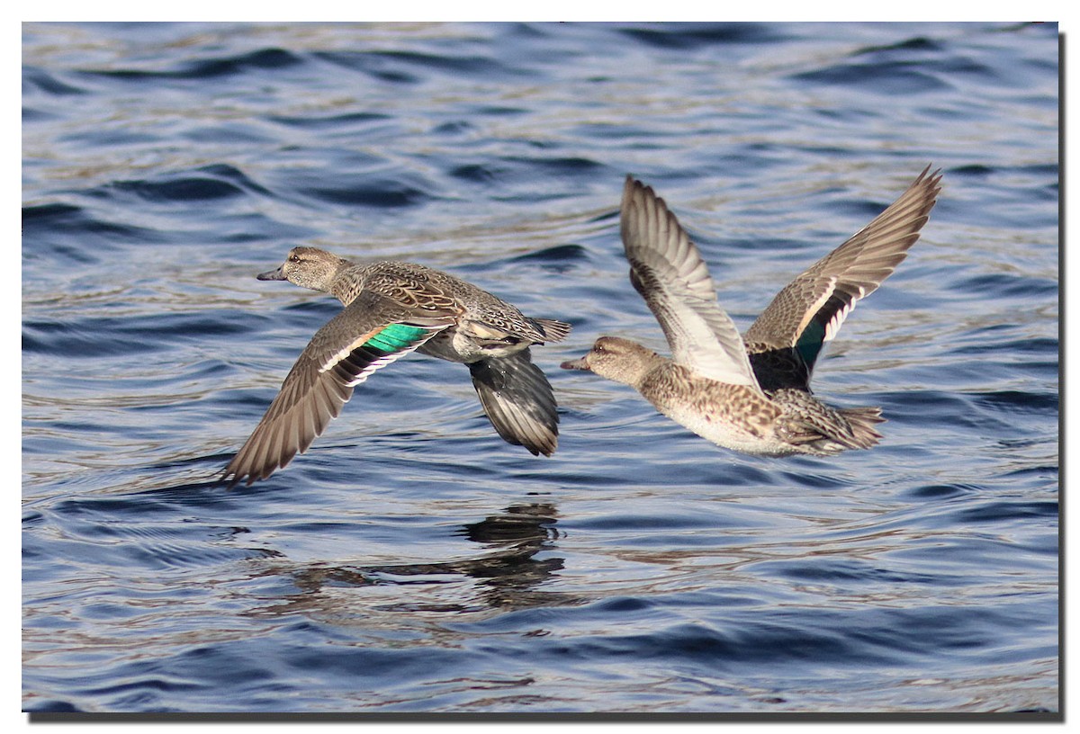 Green-winged Teal - Patrick Boez