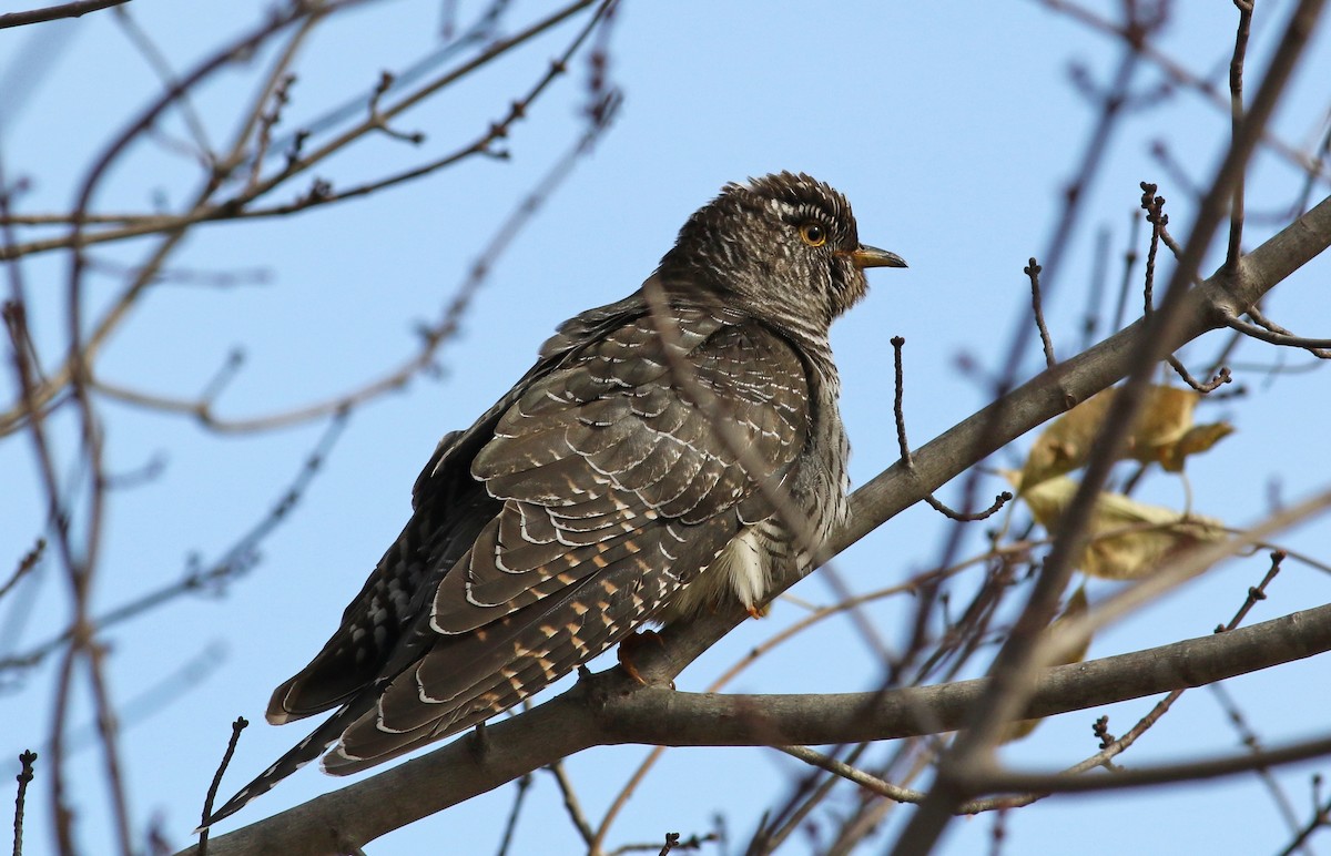 Common Cuckoo - ML277573311