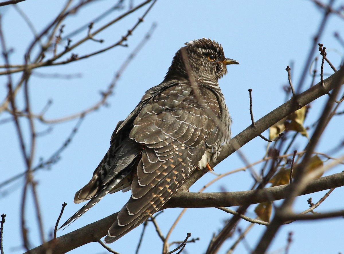 Common Cuckoo - ML277573341