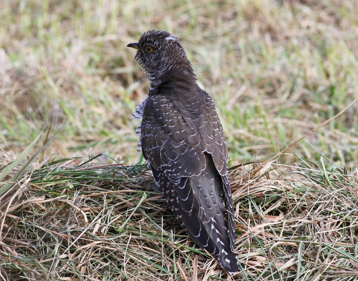 Common Cuckoo - ML277573421