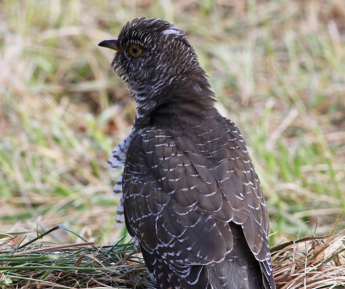 Common Cuckoo - ML277573471