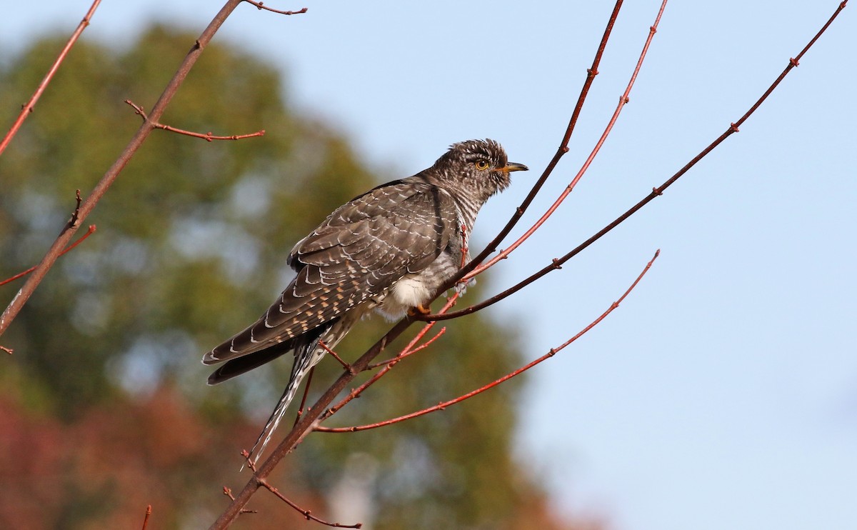 Common Cuckoo - ML277573501