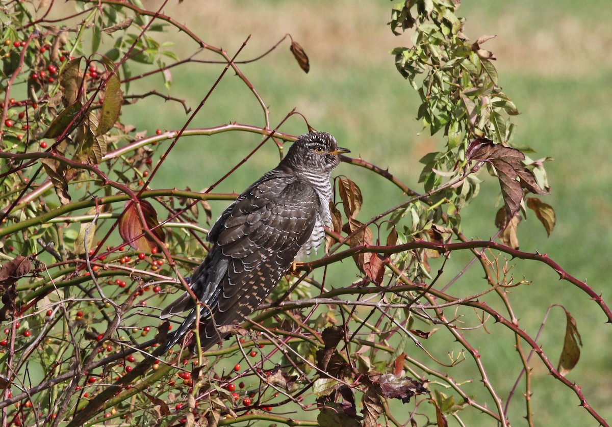 Common Cuckoo - ML277573511