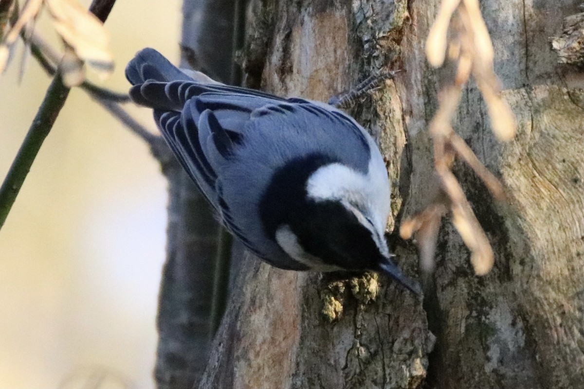 White-breasted Nuthatch - ML277574061