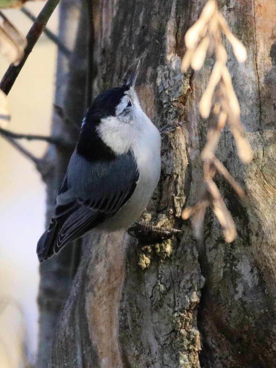 White-breasted Nuthatch - ML277574081