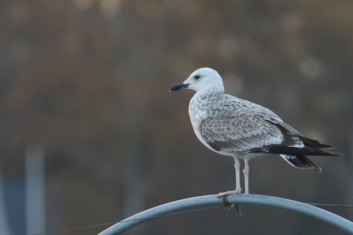 Caspian Gull - ML277574201