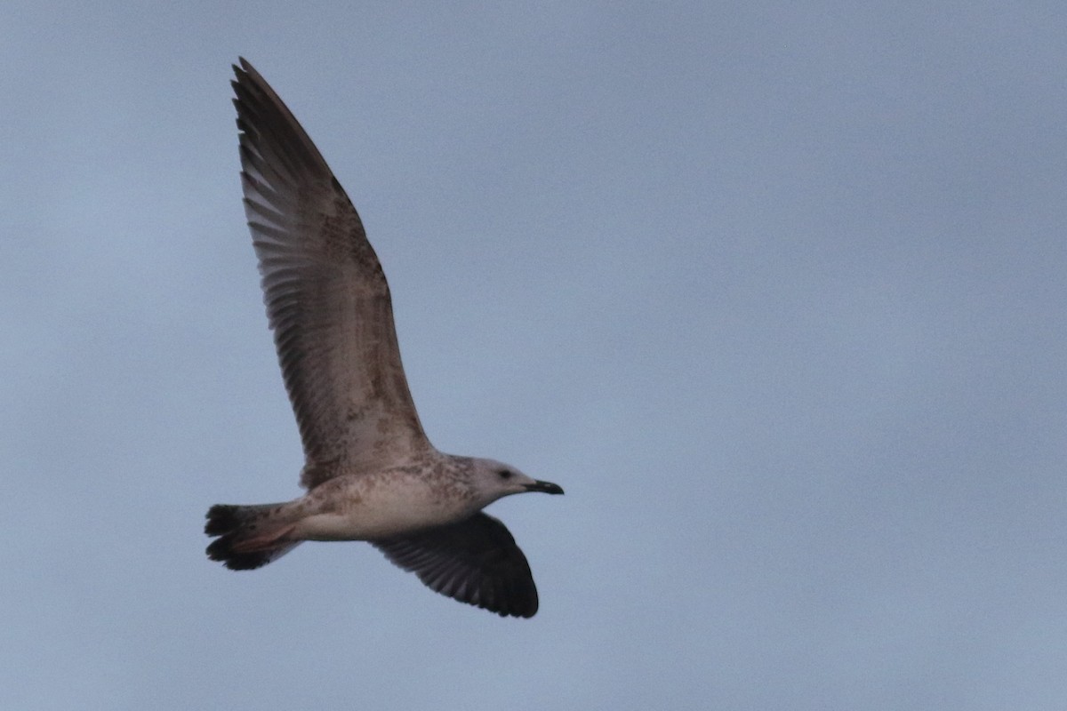 Caspian Gull - ML277574341