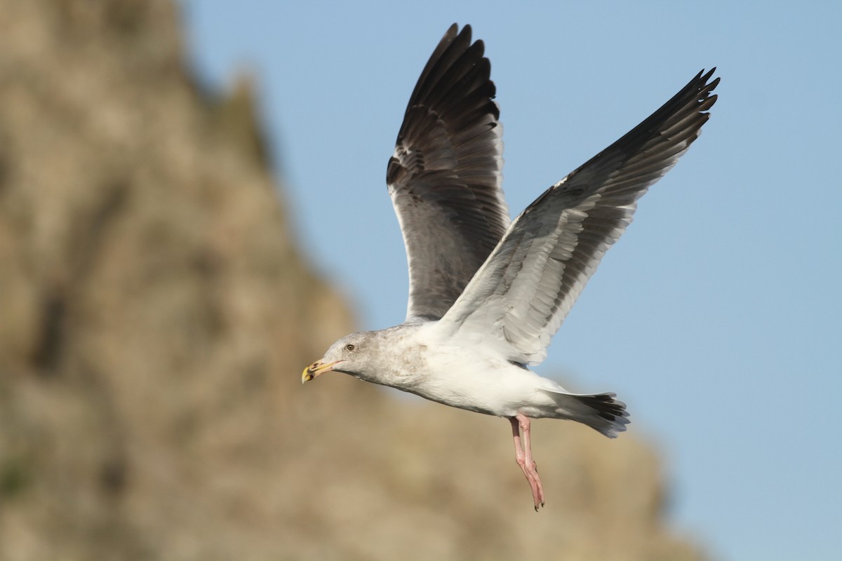 Western Gull - ML277575601