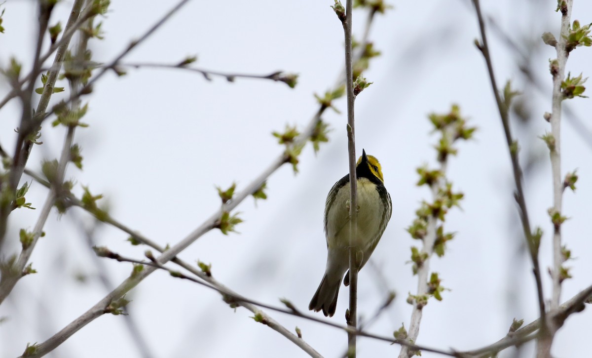 Black-throated Green Warbler - ML27757571