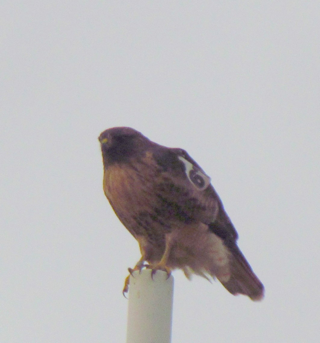 Red-tailed Hawk - ML277577401