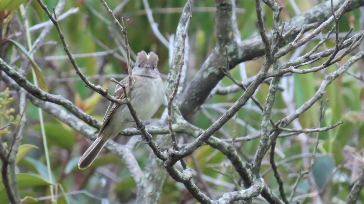 Lesser Elaenia - Juan Pablo Arboleda