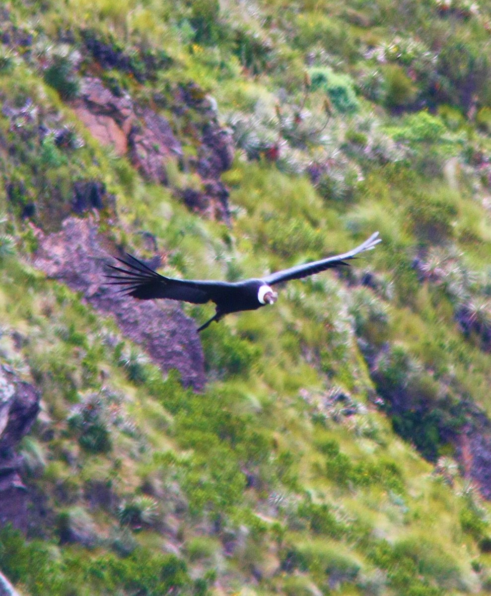 Andean Condor - ML277579351