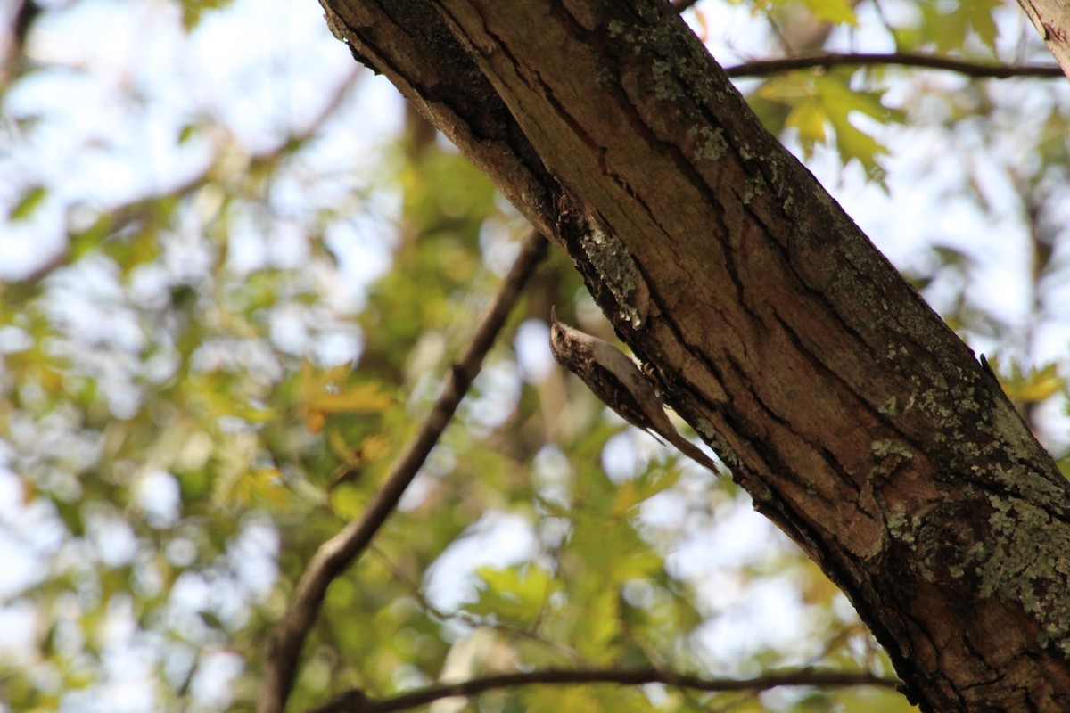 Brown Creeper - Carole Swann