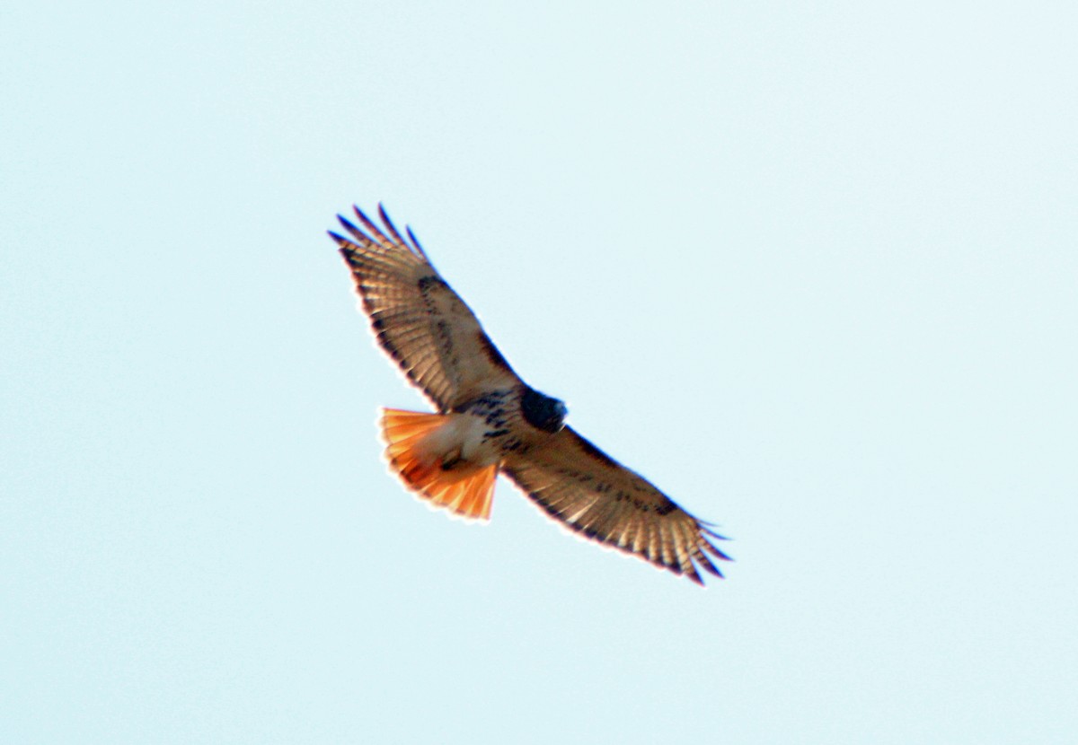 Red-tailed Hawk - ML277582001