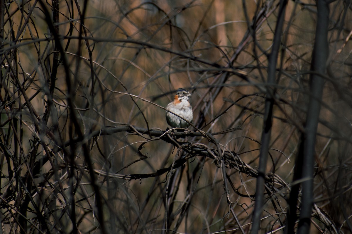 Rufous-collared Sparrow - ML277582641