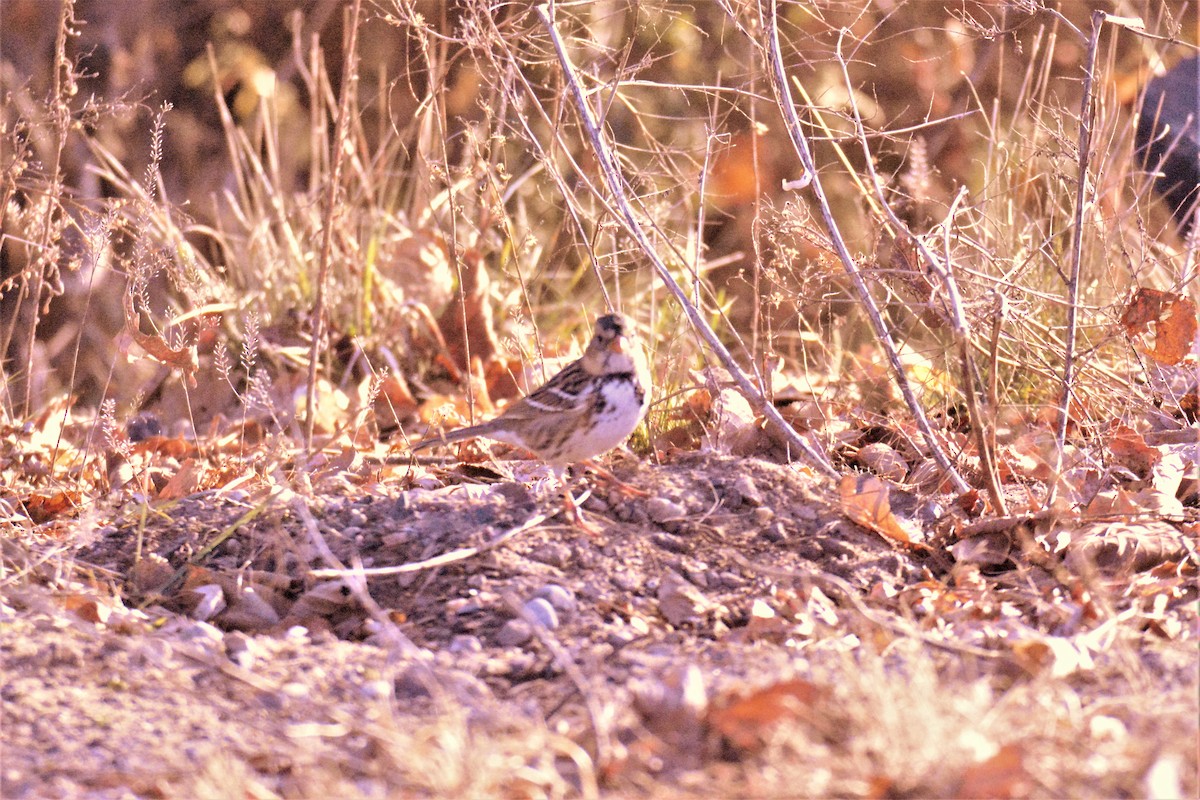 Harris's Sparrow - David Edlund