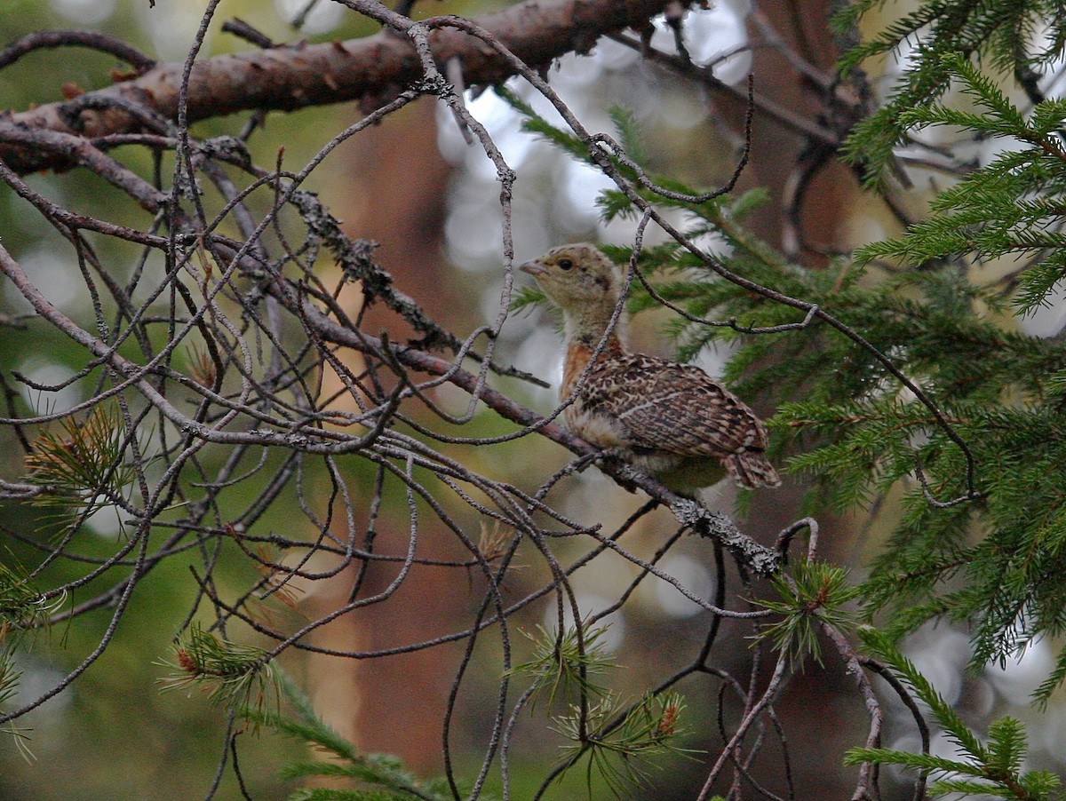 Western Capercaillie - ML277583591