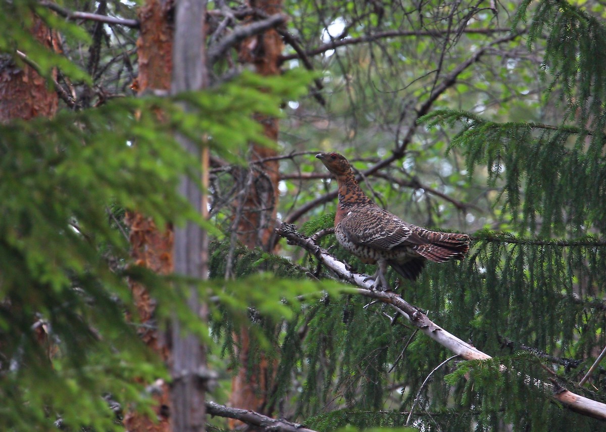 Western Capercaillie - ML277583601