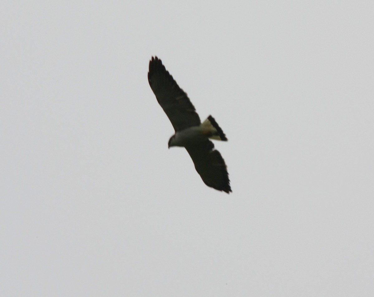 Variable Hawk - ML277583871