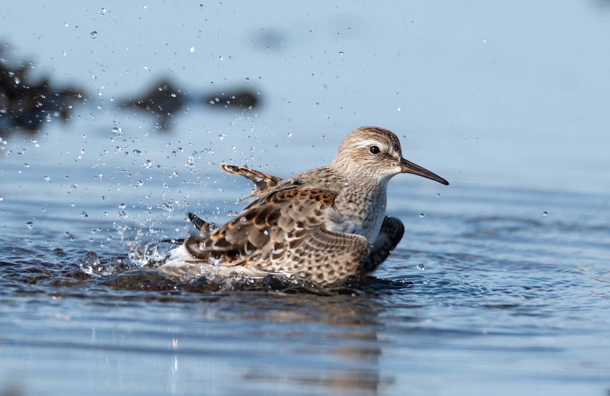 White-rumped Sandpiper - Andra Florea