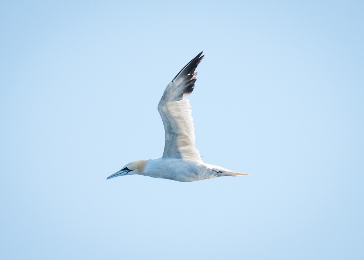 Northern Gannet - ML277586341