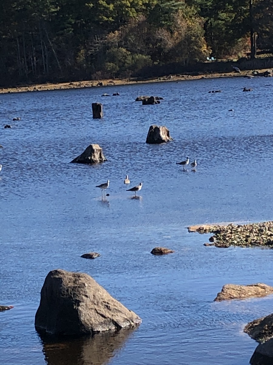 Greater Yellowlegs - ML277586481