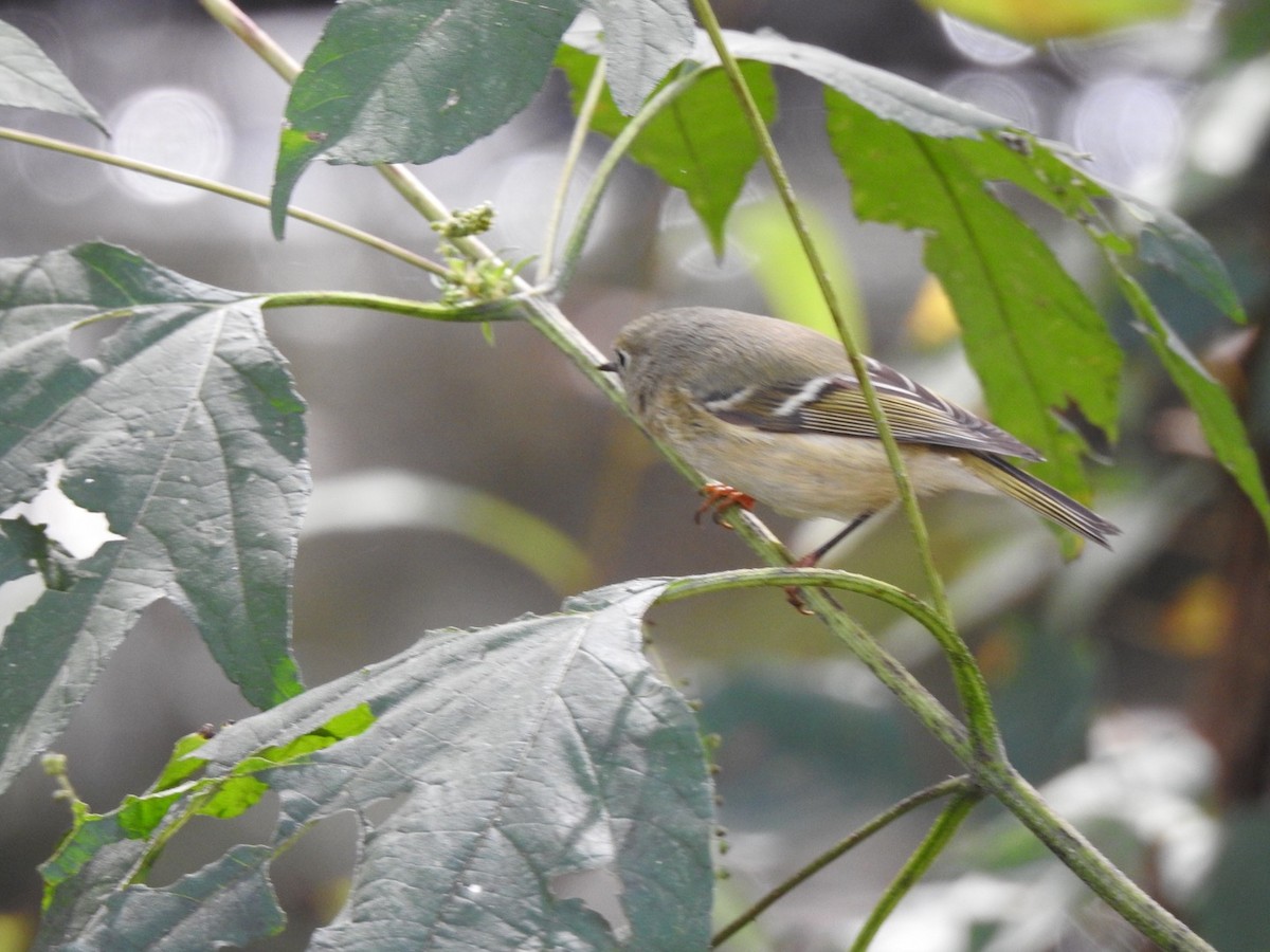 Ruby-crowned Kinglet - ML277587551